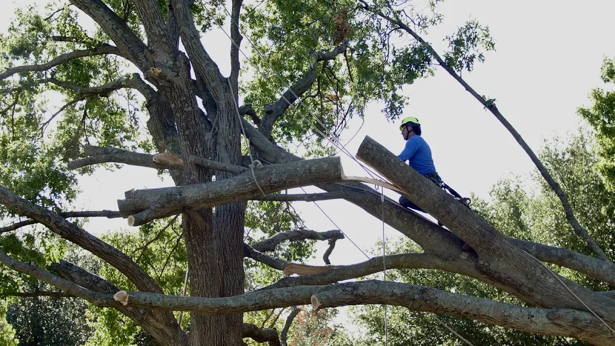 Professional Crown Thinning performed by certified arborists in West Manchester
